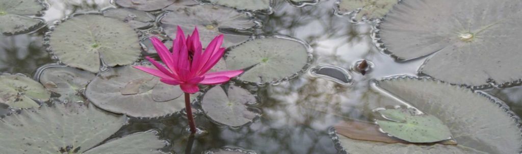 Loto | Centro Yoga e Meditazione Ganapati Monterotondo (RM)